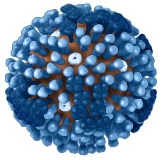 blue influenza image